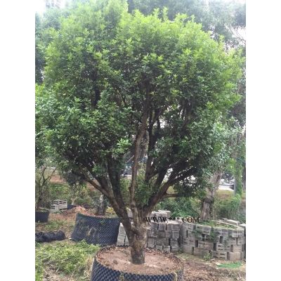 广州广大花木基地大量供应造型小叶紫薇花瓶