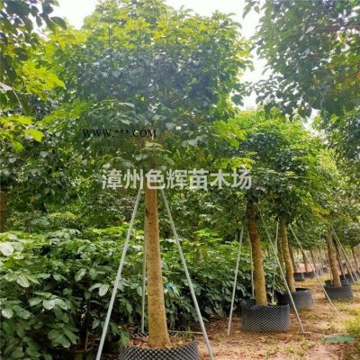 紫薇桩出售 价格 福建紫薇桩盆景批发