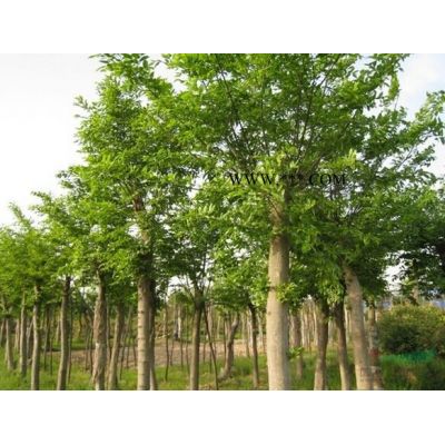 银杏胸径10-50公分北京大苗圃基地购树木市排价