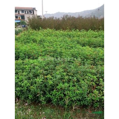 精品大红枫/中国红枫/浙江红枫
