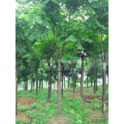 供应：红枫，日本红枫，鸡爪槭，羽毛枫，美国红枫