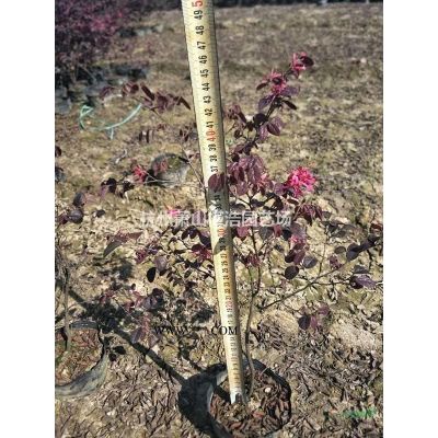 红叶李花桃樱花西府垂丝海棠红枫鸡爪槭吉香桂花紫荆花石榴紫薇