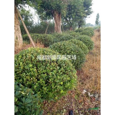 红枫