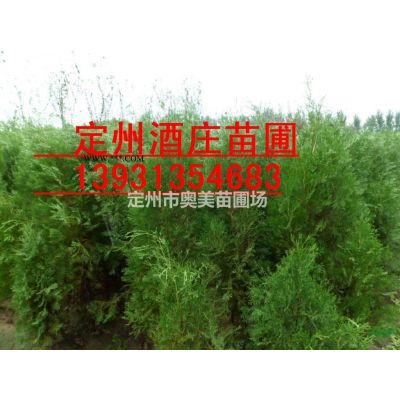 河北银杏