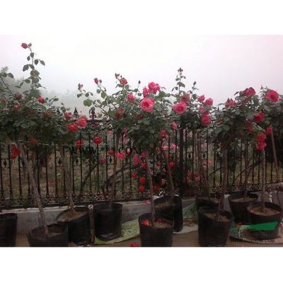 供应红枫、价格/图片/基地 优质中国红枫