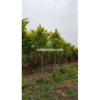 河南鄢陵供应3-12公分精品日本红枫
