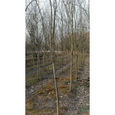 安徽马褂木1信息