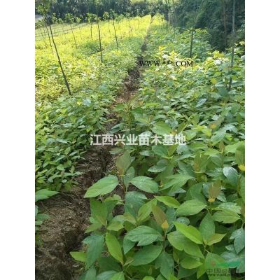 1公分1米高马褂木(鹅掌楸)苗
