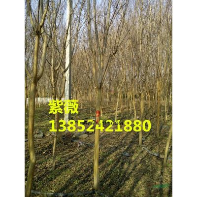 苗圃直销紫薇价格，紫薇小苗价格，红花紫薇价格