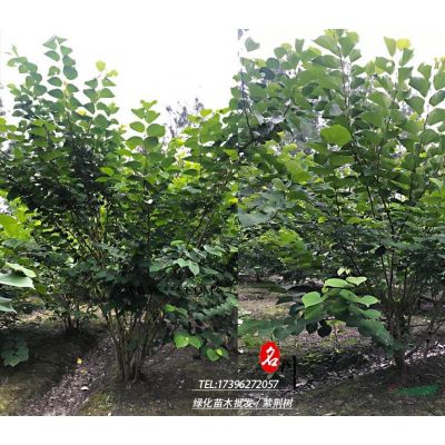 紫薇树种植基地_行道树紫薇_紫薇花瓶价格_痒痒花篱笆_造型紫薇_庭院造型树_别墅绿化