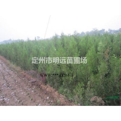 独杆紫薇地径6公分高度2.5米冠幅1.2米市场行情图3