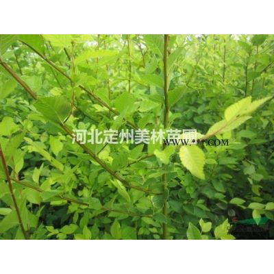 独杆紫薇地径6公分高度2.5米冠幅1.2米市场行情图1