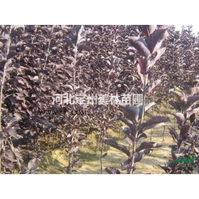 独杆紫薇地径6公分高度2.5米冠幅1.2米市场行情图2
