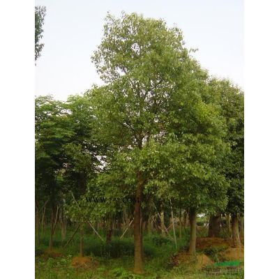 独杆紫薇、原生紫薇、红花紫薇、精品紫薇、金华苗木、紫薇