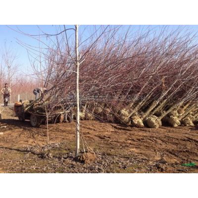 山东美国红枫介绍 山东美国红枫特征/用途