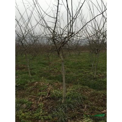 浙江地区供应红叶李