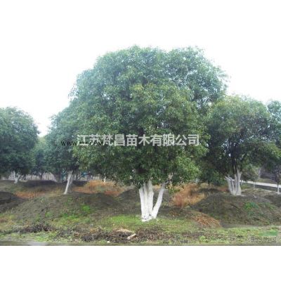 黄山栾树  栾树价格哪里好/哪家便宜