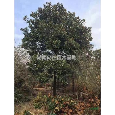 湖南栾树价格便宜批发 这是今天从基地实拍的栾树图片 湖南栾树