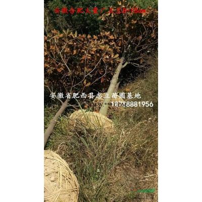 安徽精品大规格栾树18-20公分专供、低价供应商
