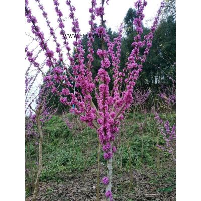 紫薇 百日红 痒痒树