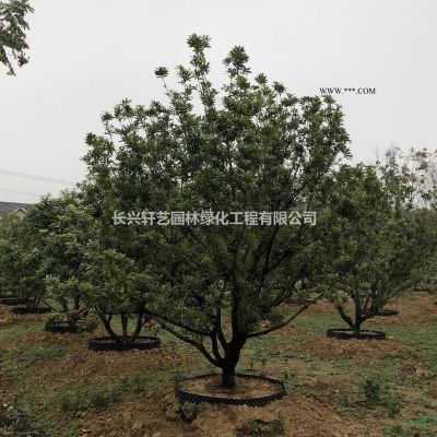 浙江长兴栾树价格、栾树图片、10-21公分栾树