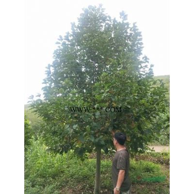 北栾，北栾树，北京栾树，栾树5-20公分