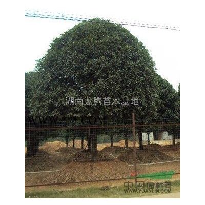 栾树、移栽栾树、野生栾树、栾树小苗