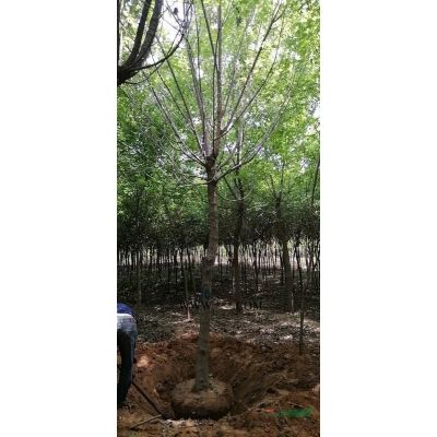 5到8公分紫叶李价格，山西精品紫叶李，紫叶李红叶李前景