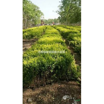 河南鄢陵供应1-12公分红叶李