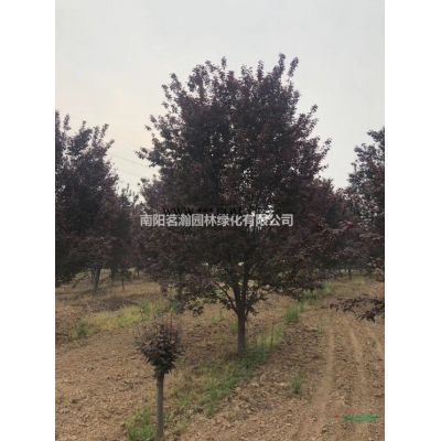 丛生栾树