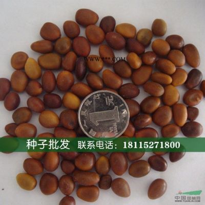 红叶李小苗价格  红叶李小苗基地