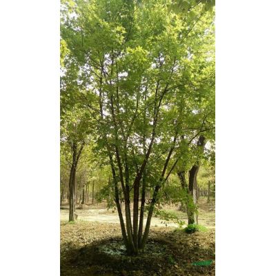 河南南阳供应3-30公分栾树
