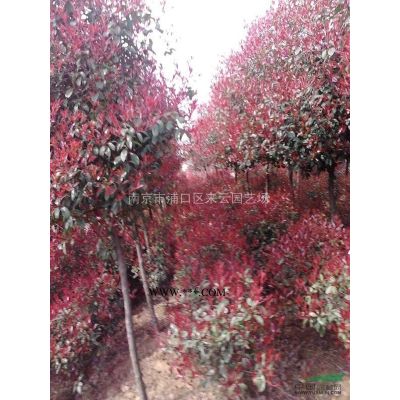 栾树直销价格，栾树苗圃批售