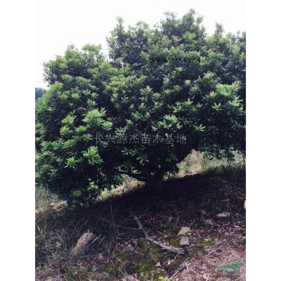 精品栾树供应/精品栾树图片