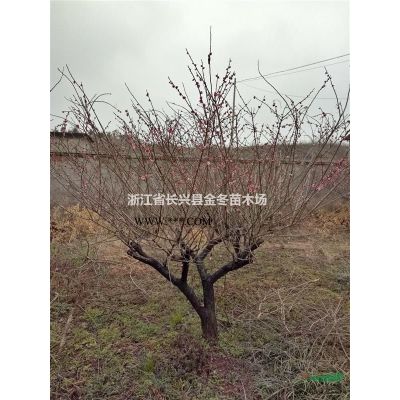 栾树