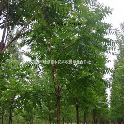 20公分栾树 河北20公分栾树价格