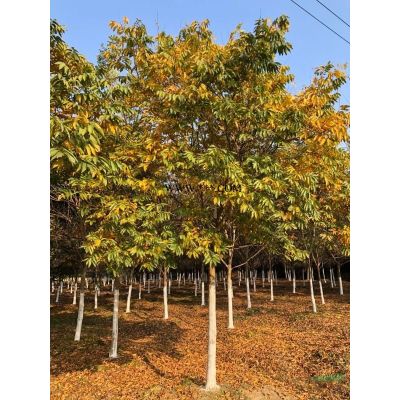 浙江供应10-30公分榉树、榉树价格、榉树图片