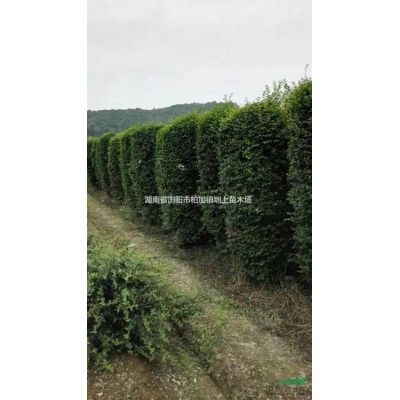 *新湖南绿化苗木榉树特价直销_湖南榉树-榉树价格-榉树图片
