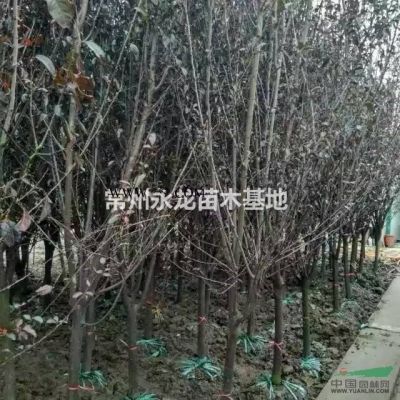 常州地区栾树