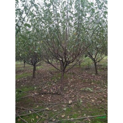 江苏丛生无患子 丛生无患子基地直销 丛生无患子价格介绍/特征/用途