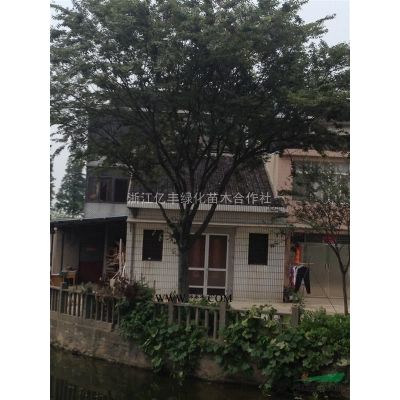 榉树#红榉