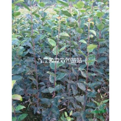 地径0.9公分无患子苗 高90公分无患子小苗  当年无患子小苗