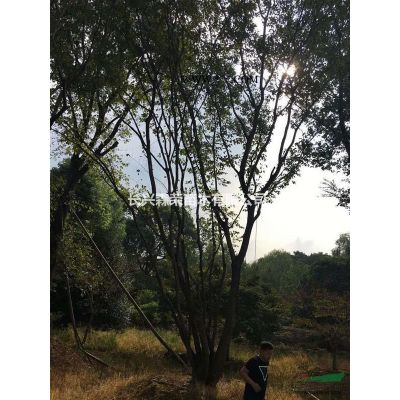 长兴常年低价一个5-20公分无患子