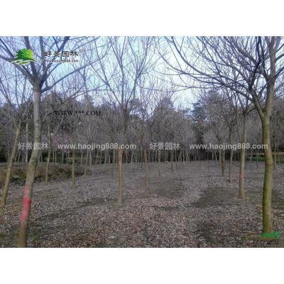 日本樱花价格_日本樱花产地_日本樱花绿化苗木苗圃基地
