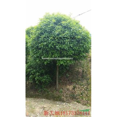 低价供湖南樱花，樱花苗价格，樱花价格，3-20公分樱花树价格