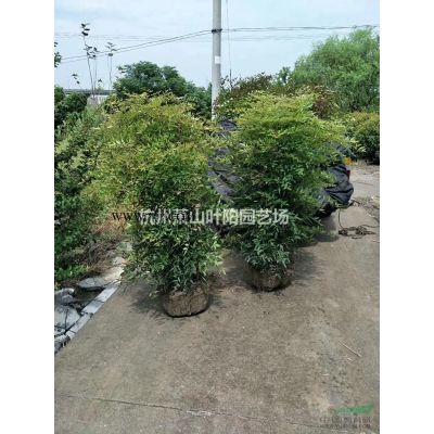 供应3-20公分精品樱花