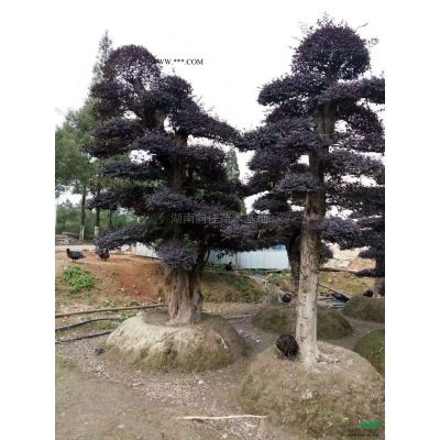 这是今天从基地实拍的朴树图片湖南精品朴树湖南大规格朴树