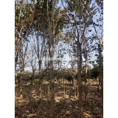 沭阳朴树基地 大量直销朴树小苗 白榉 丛生朴树价格图片