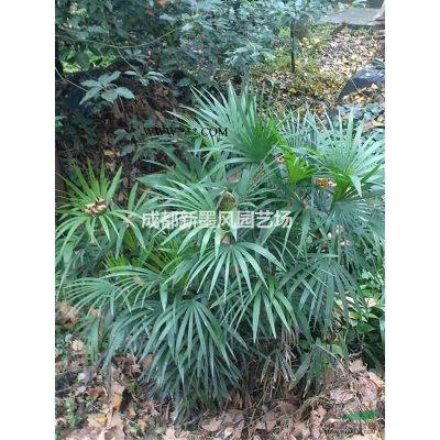 樱花/红花樱花/日本樱花，低分枝樱花