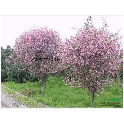 2020年江苏丛生朴树新报价 30-45公分丛生朴树